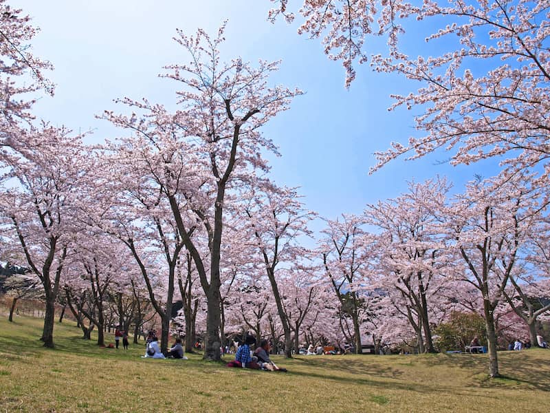 伊豆高原　さくらの里　のんびりとした春景色